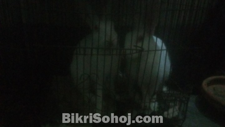 নিউজিল্যান্ড জাতের সাদা খরগোশ (Rabbits)
